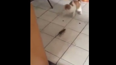 Look At This Funny And Scared Cat Being Chased By A Mouse
