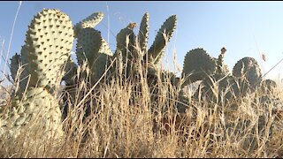 Help protect the endangered Bakersfield cactus found solely in Kern