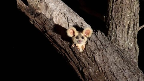 Animal da Austrária (Planador Maior)