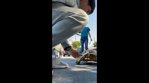 Feeding a big ass turtle