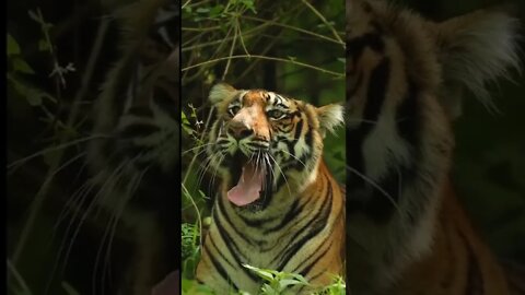The big tiger snorted，I've heard that yawning is contagious