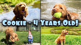 Cookie’s Birthday! - 4 Fantastic Years With Our Cocker Spaniel Dog