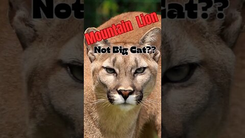 5 Mountain Lion Astonishing Facts #mountainlions #pumas # wildlife