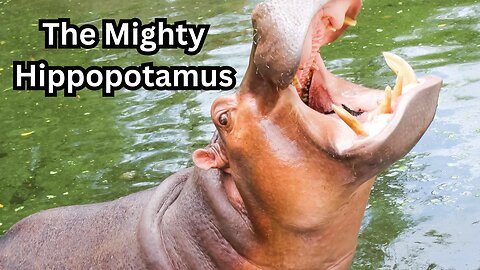 The Mighty Hippopotamus