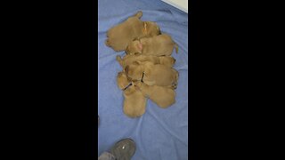 A New Puppy Litter