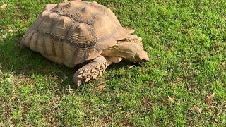 Lunchtime for the turtle