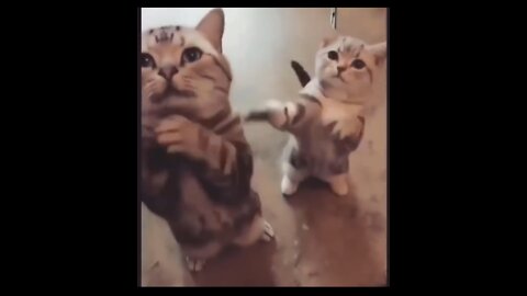 Funniest cats 😹 - Best of 2022 funny cats videos😹😂 Funny cats HD @CatVibe