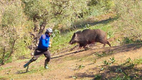 Chasse Sanglier au Maroc Wad rekel | Wild Boar Hunting 2024 (Partie 14)