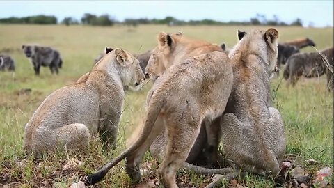 National Geography Channel in animal world Lion in hunting animal