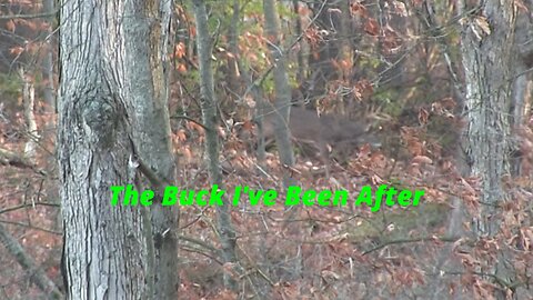 November 12, 2023 Ep3 - I Thought My Chance Finally Came: Target Buck sighted - Public Land Michigan