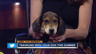 Ask the Expert: Traveling with your pet