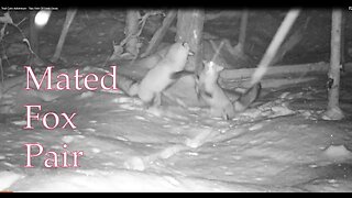 Trail Cam Adventure - Two Feet Of Fresh Snow