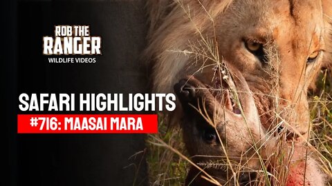 Safari Highlights #716: 01 September 2022 | Maasai Mara/Zebra Plains | Latest Wildlife Sightings