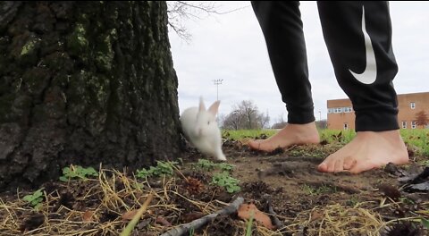 Dude tries his best to catch bunny rabbit, hilarious fails Part 2
