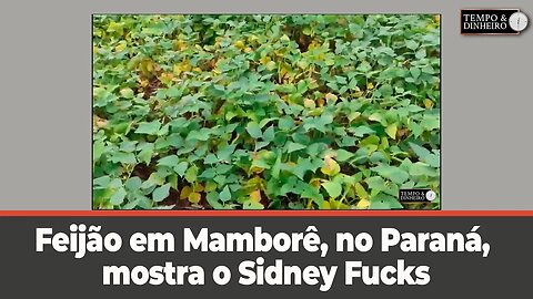 Feijão em Mamborê, no Paraná, mostra o agricultor Sidney F.