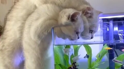 ❤️2 KITTENS DRINKING WATER FROM A FISH BOWL❤️