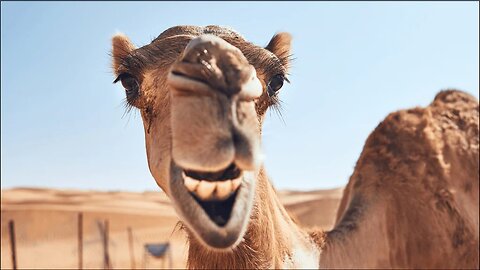 Luxury camel