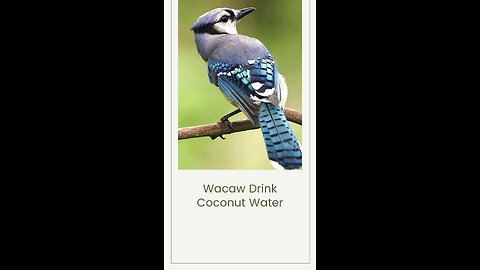 Macaw Drinking Coconut Water
