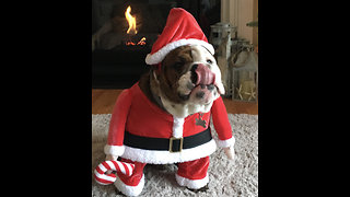Festive bulldog dresses up as Santa Claus