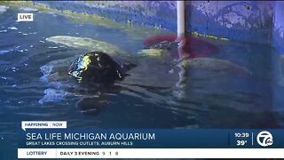 SEA LIFE Michigan Aquarium