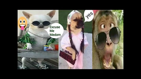 Funny animals videos, funny videos, comedy videos, dogs comedy, dogs funny, cats comedy, cats funny,