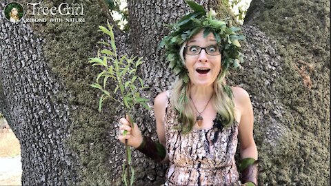 TreeGirl: The Wisdom of the Tree Elders