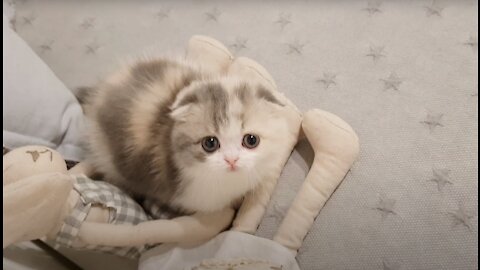 Cute kitten short leg