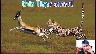 Some Tiger are just to smart 😰 || This Tiger going 🔥🔥