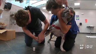 Pinellas high school students helping prepare pets for adoption