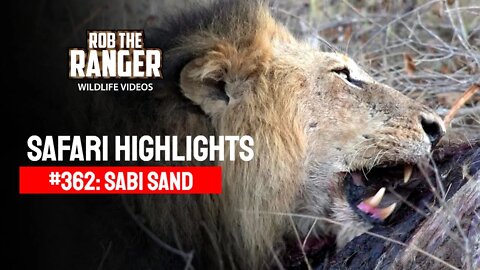 Safari Highlights #362: 05 - 07 September 2015 | Sabi Sand Wildtuin | Latest Wildlife Sightings