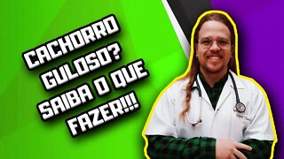 Cachorro guloso: o que fazer? | Dr. Edgard Gomes | Alimentação natural para Cães