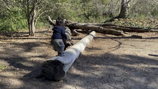 crossing a log