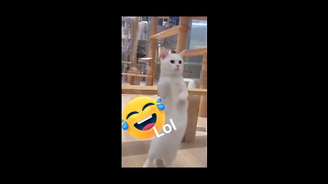 Cat funny time 🤣🤣🤣🤣