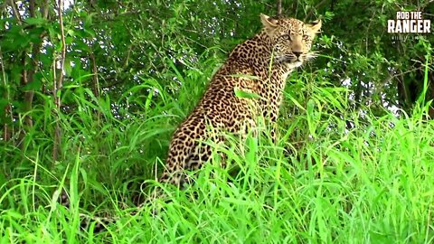 Young Leopards Left Alone | Archive Footage