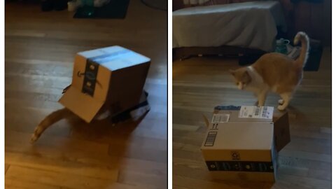 Cat adorably tries attempts to cover themself with cardboard box