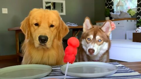 Dog Reviews Food With Husky | Tucker Taste Test
