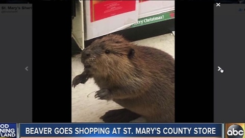 Beaver goes shopping at store in St. Mary's County
