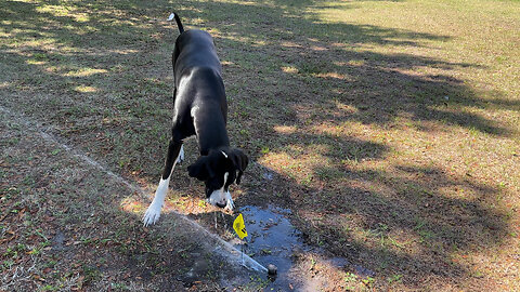 Water Loving Great Dane Loves To Help Inspect Irrigation System
