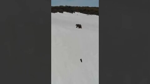 🐻‍❄️Bear Cub Desperate to Climb Snowy Mountain to Reach His Mommy #shorts