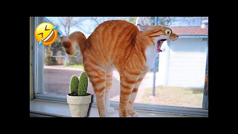 New Funny animal videos 2023 - Funny cats/dogs