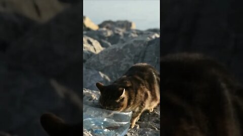 Kucing Lucu sedang Minum Air di Luar di Batu