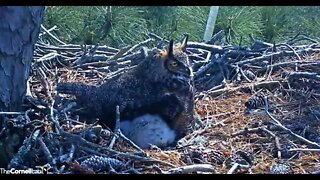 Time For a Nap 🦉 3/5/22 12:57