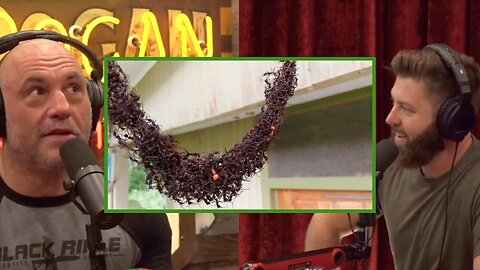 Joe Rogan: ANTS Are So SMART! Ants Create Bridge Using THEMSELVES