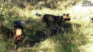 Painted Wolves/African Wild Dogs At Their Den | Archive Footage