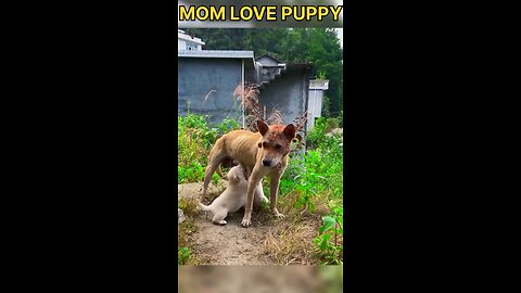 mom puppy love❤❤❤💏 cute puppy