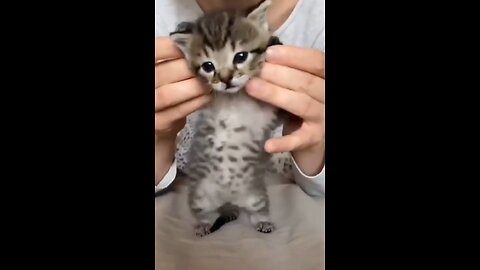 Funny animal video ,, 🤣🤣🤣 you can't stop laughing