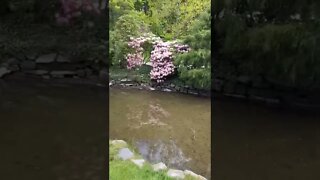 Pretty flowers by water in a park