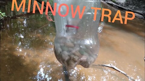 How to make a diy minnow/fish trap