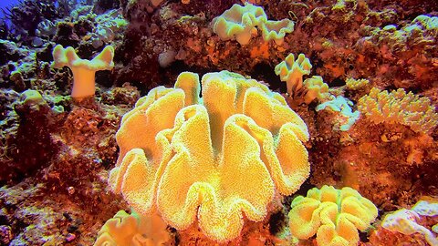 Could This Beautiful Coral Unlock the Cure for Cancer ?