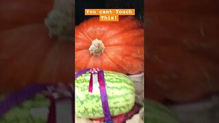 Giant Pumpkin Abuse #pumpkins #statefair #contest #kids ￼